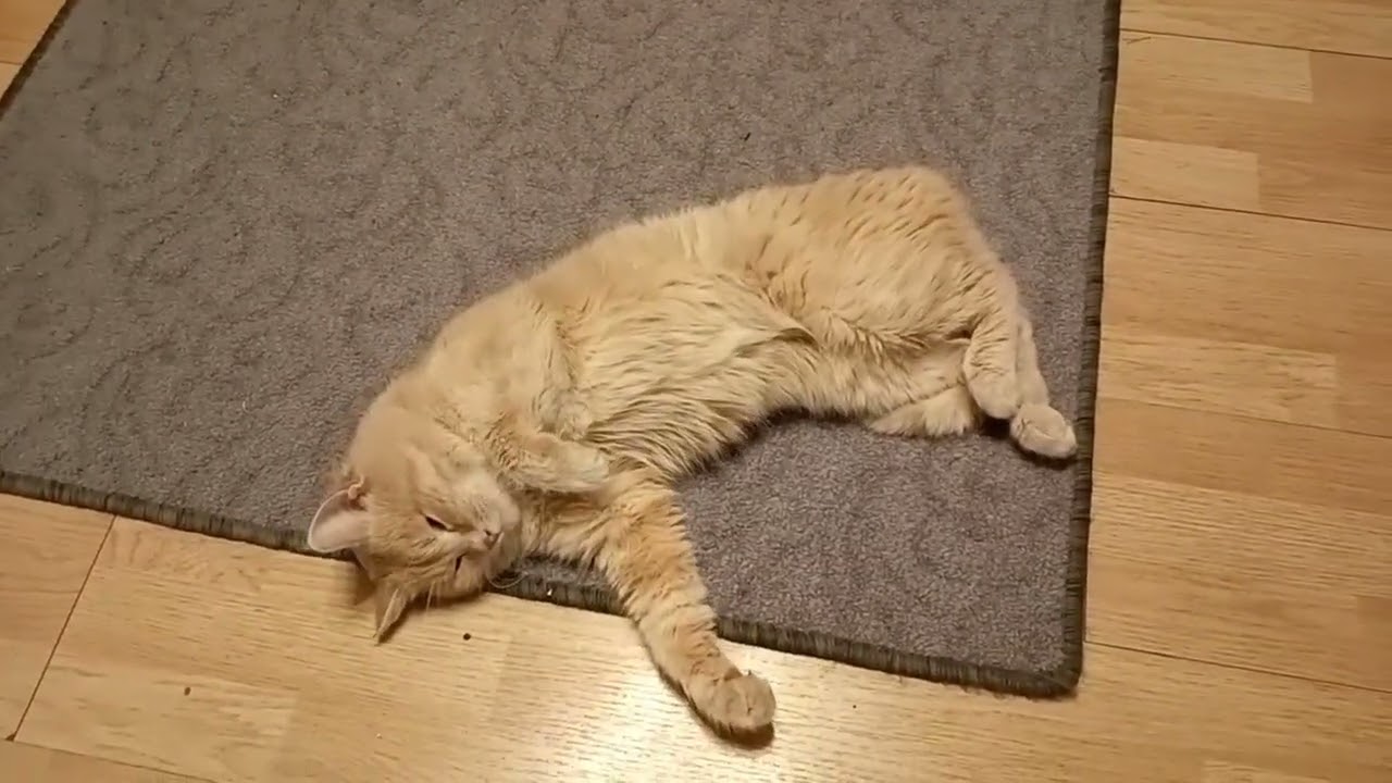 деревенский кот 2