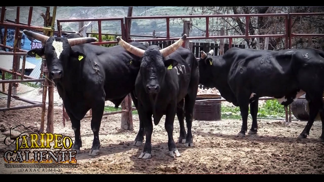 ¡LLEGÓ UNA JAHULA LLENA DE TOROS AMERICANOS! ASÍ LLEGAN LOS NUEVOS EJEMPLARES AL ESTADO DE OAXACA