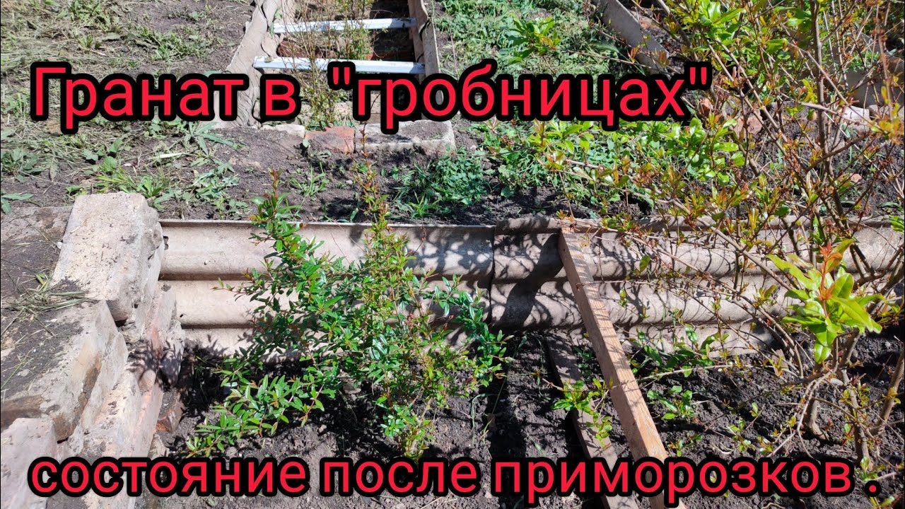 Гранат в 