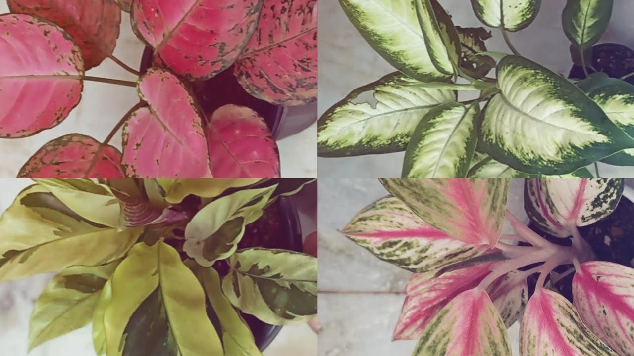 Aglonima and Calathea Sale 