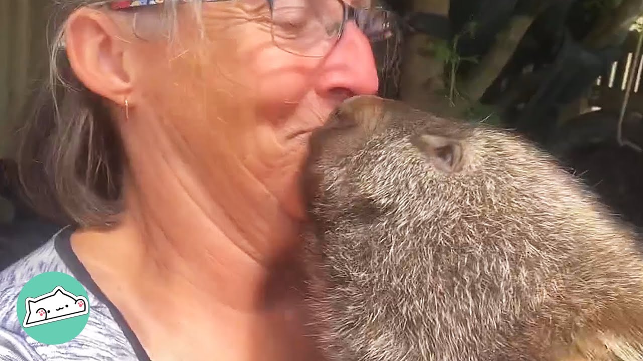 Woman Nursed Wombat Back to Health After a Fatal Car Accident | Cuddle Wild