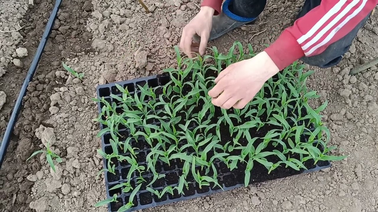 Посадка солодкої кукурудзи. Солодка кукурудза в тунель. З касетної розсади.