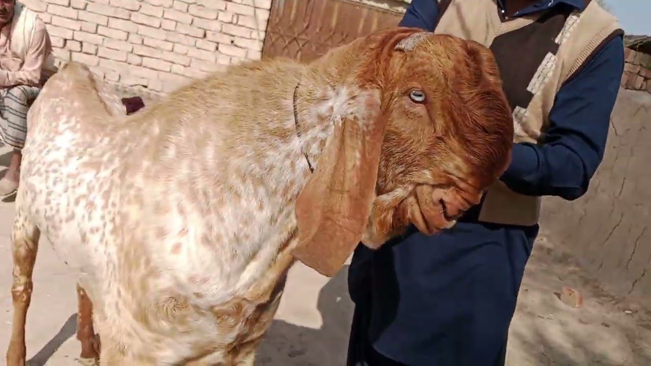 03073549070 ما شاء اللہ جی خوبصورت بکرا 