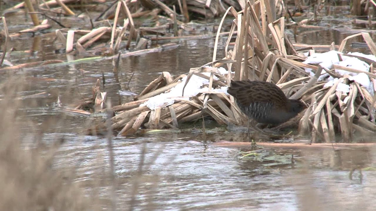 Vroege Vogels - Een dag in de Amsterdamse waterleidingduinen