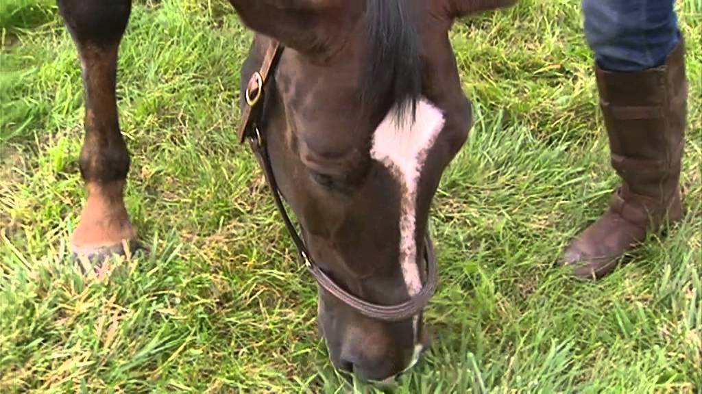 Showjumping - Tina Fletcher At Home - November 2010