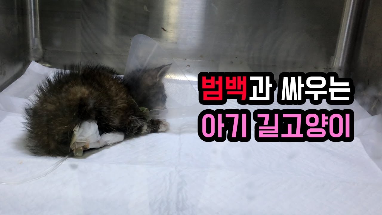 아기고양이 구조, 범백 치료 입원 5일차