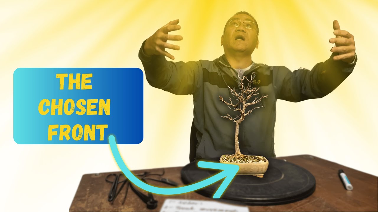 Choosing The Best Bonsai Front - 5 golden rules.