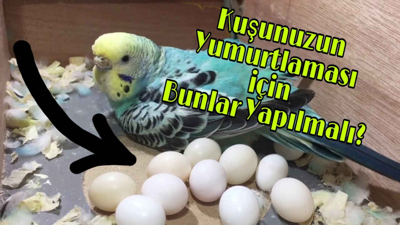 Muhabbet Kuşlarının Yumurtlaması  için Neler Yapılmalı ?