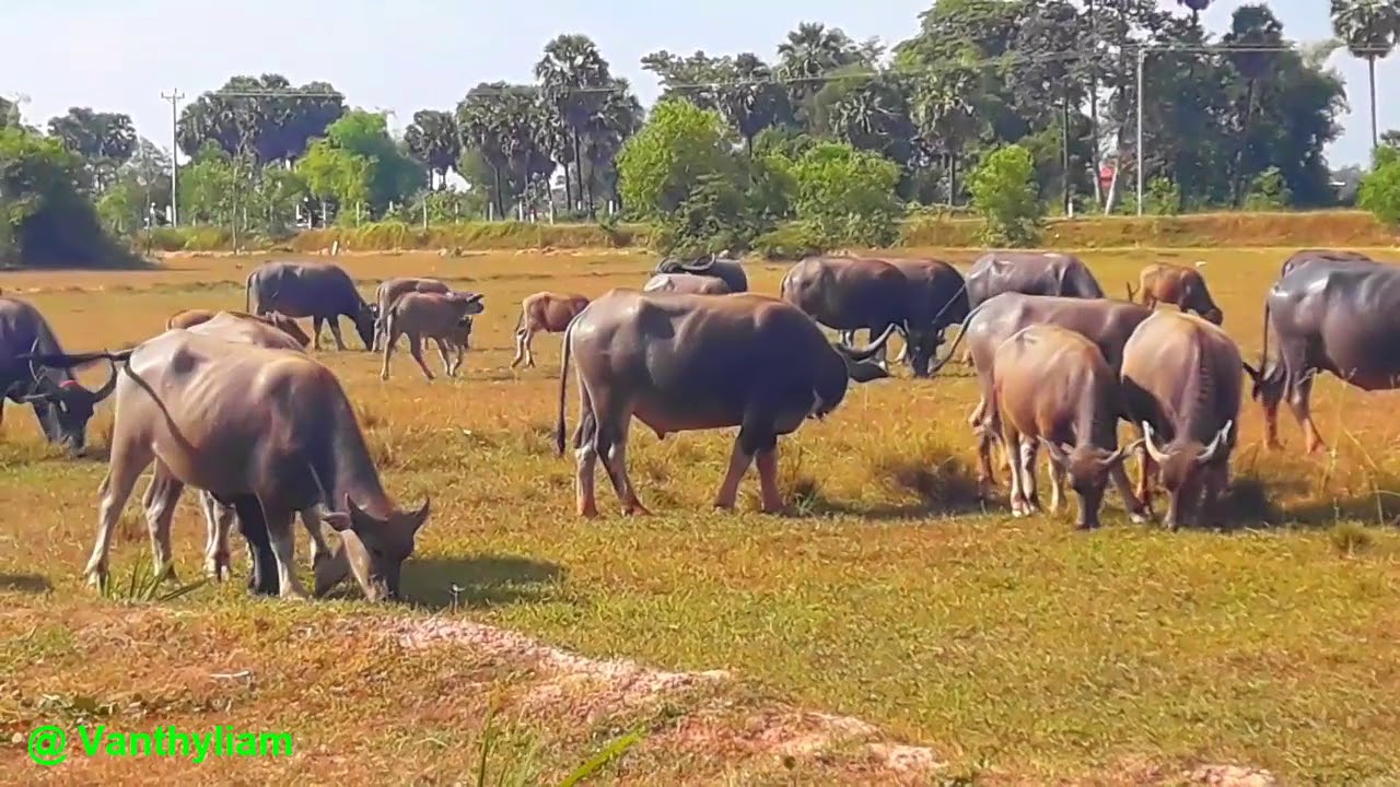 The Daily Group of Buffaloes Present  in  Svay Thom field  , Near Svay Thom Road