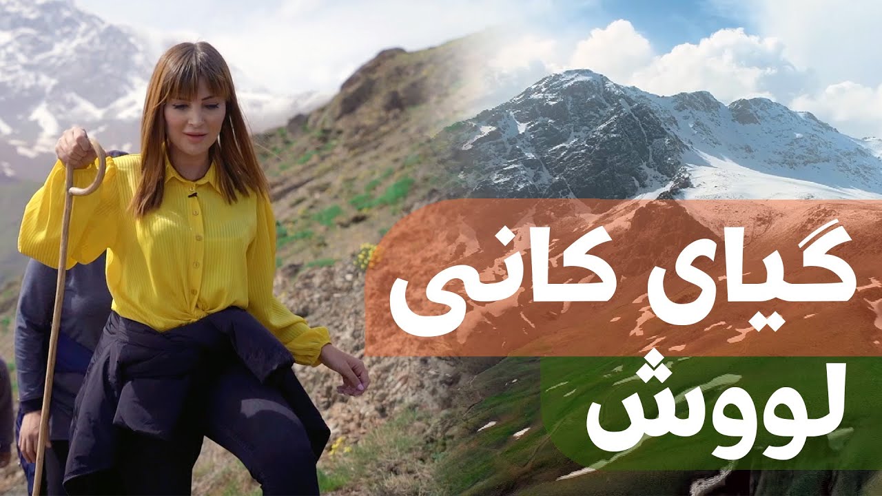 Giyayê Kanî | گیای کانی - لووش