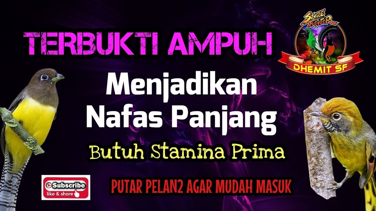 MASTERAN Burung Kecil Roll Panjang, Terbukti Ampuh ❗️Bikin Nafas Panjang