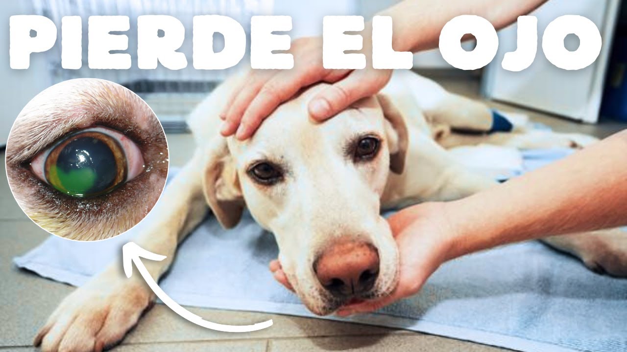 ⚠️ Úlceras corneales en mascotas: un problema grave que no debes ignorar 👁️🐶🐱