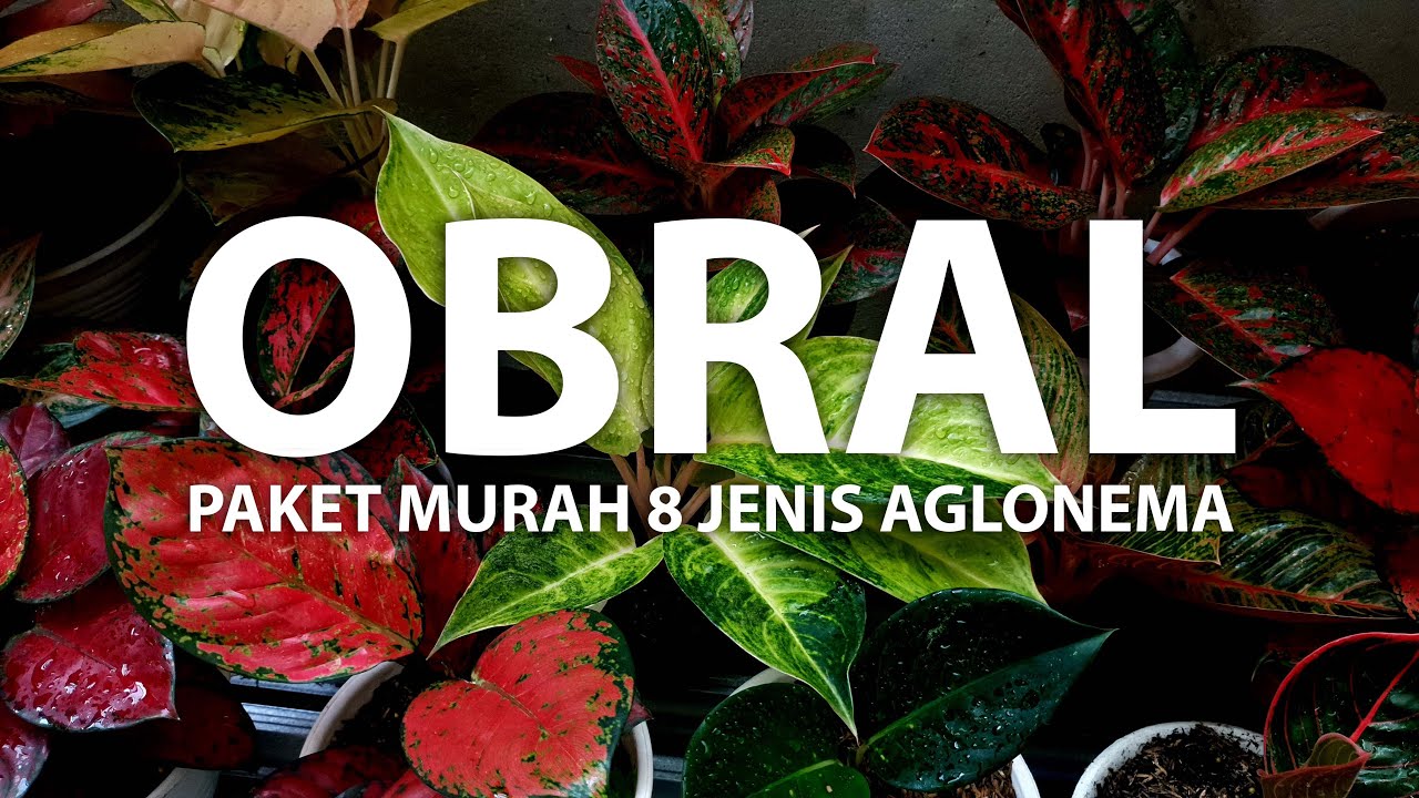 OBRAL MURAH LAGI!! ADA PAKET 8 JENIS AGLONEMA HARGA PPKM
