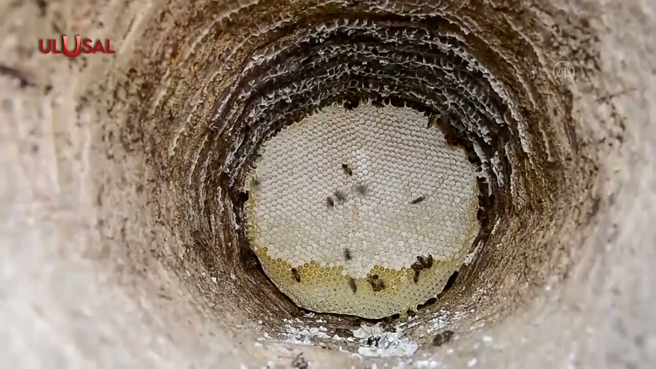 Hizan Karakovan Balı katkısız doğal &ouml;zelliği ile &ouml;ne &ccedil;ıkıyor