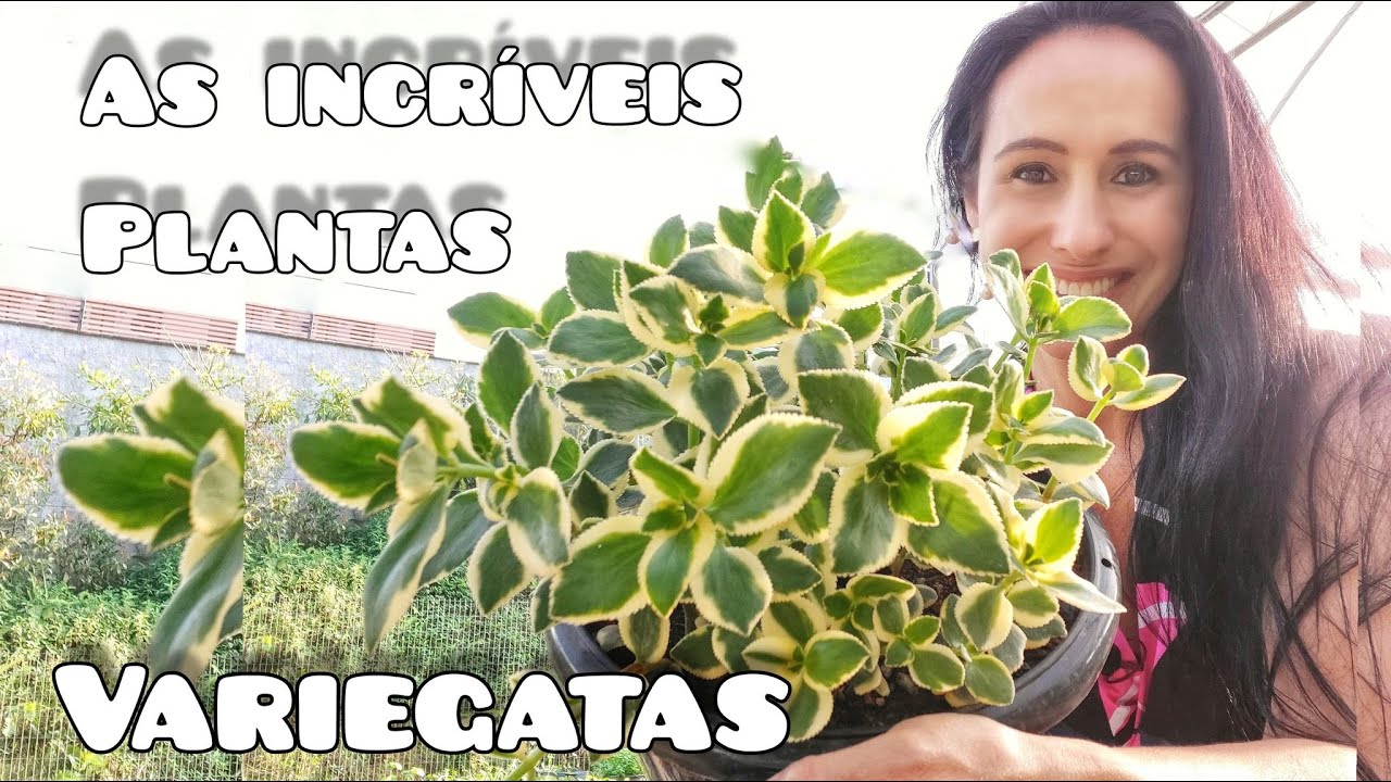 As incríveis plantas variegatas!