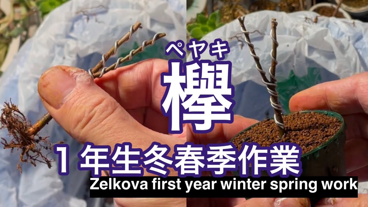 ケヤキ1年生冬季作業 / Zelkova first year winter work
