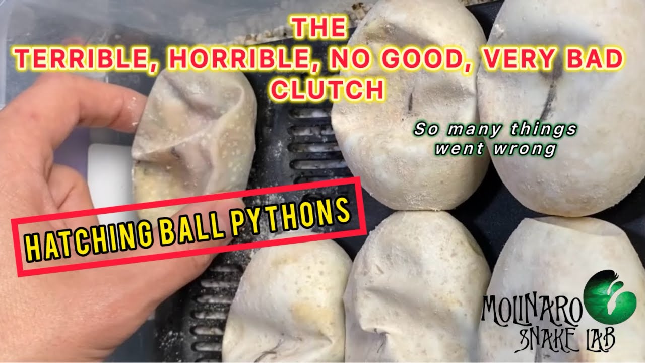 What a Terrible Clutch of Ball Pythons