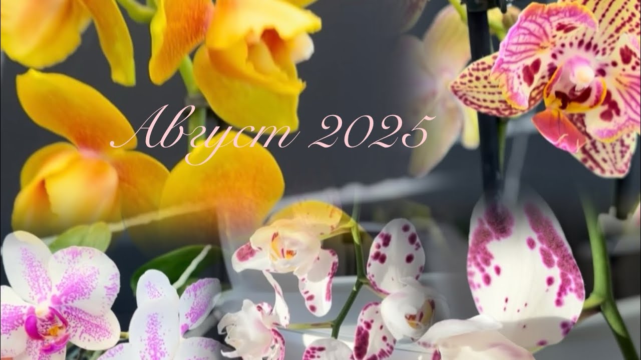 Орхоколлекция пополняется новыми сортами;)Phal. Miki Meteor, Hermosa, Marrakesh, Green World…