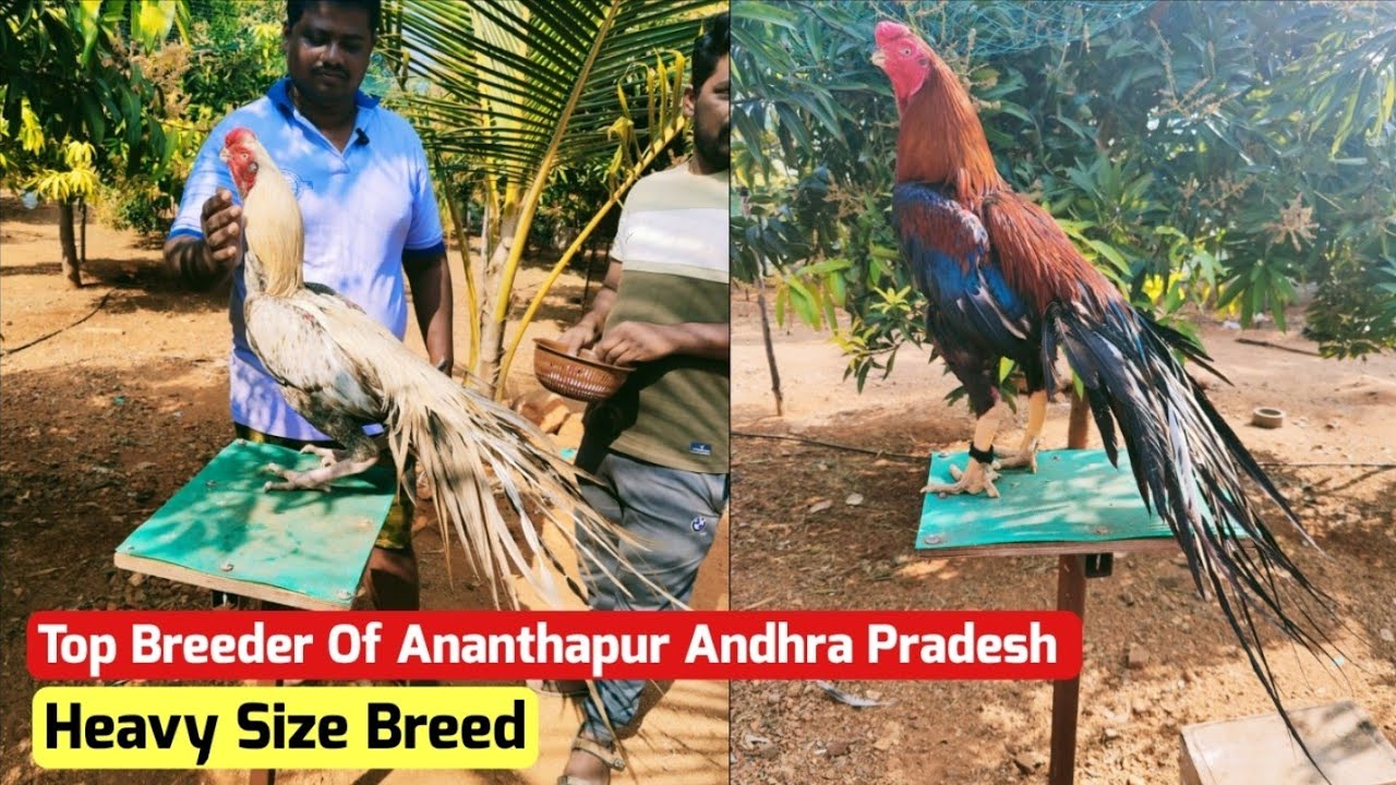Ananthapur A2Z Aseels Farm Vision