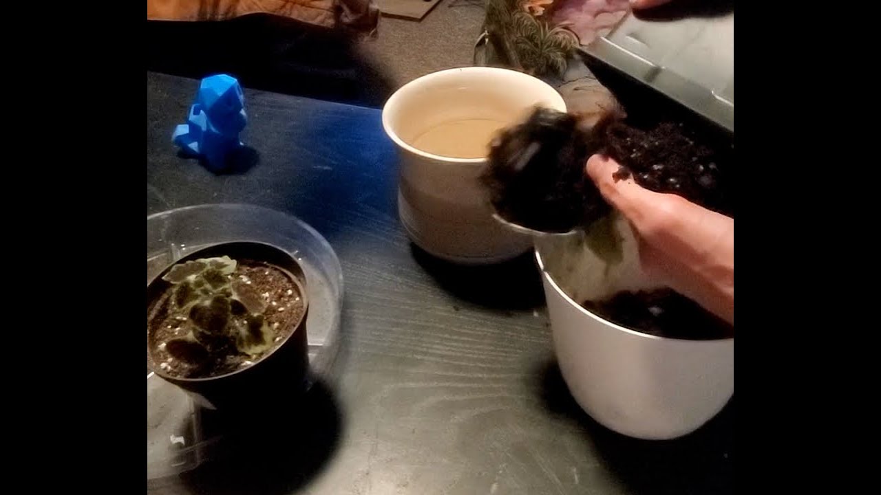 Rubber Plant - With Root Rot!