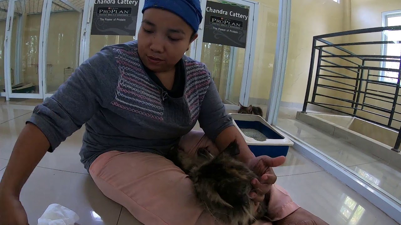 Jalan- Jalan ke Peternakan Kucing Terbesar di Indonesia