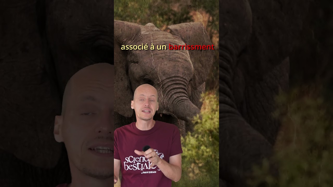 Les éléphants se donnent des prénoms 