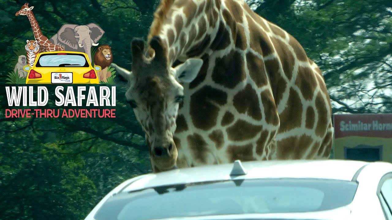 Six Flags Great Adventure Wild Safari Drive-Thru Adventure 2023 with The Legend
