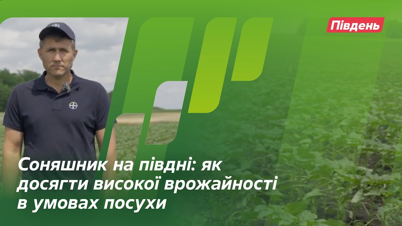 Соняшник на Півдні: як досягти високої врожайності в умовах посухи // Досвід АгроАрена Південь