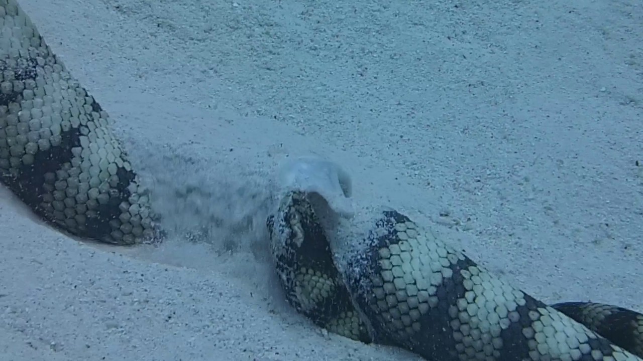 ウミヘビの捕食シーン