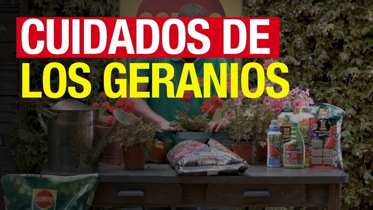 Cuidados de los geranios - COMPO Jardinería