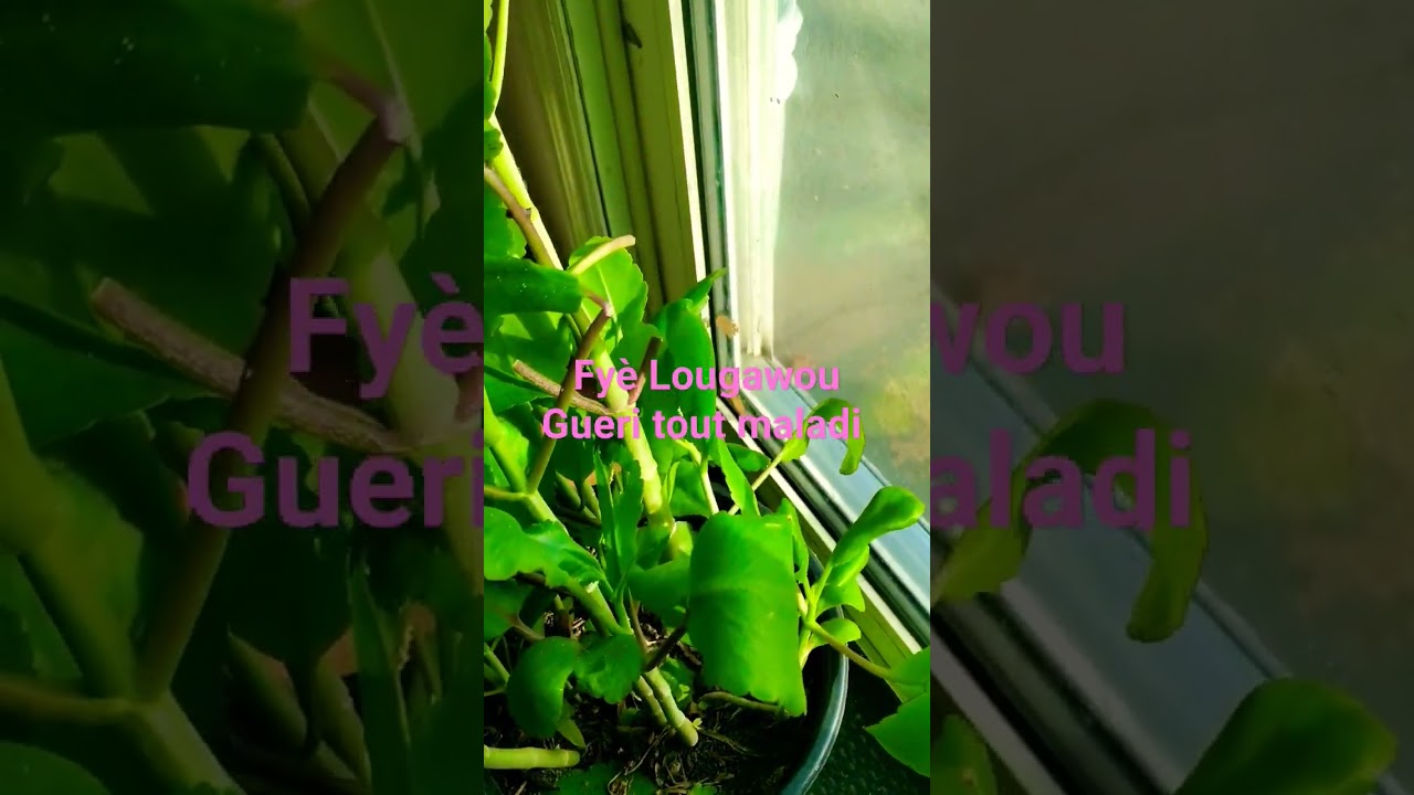 F&egrave;y Lougawou gueri tout maladi AKA Leaf of Life