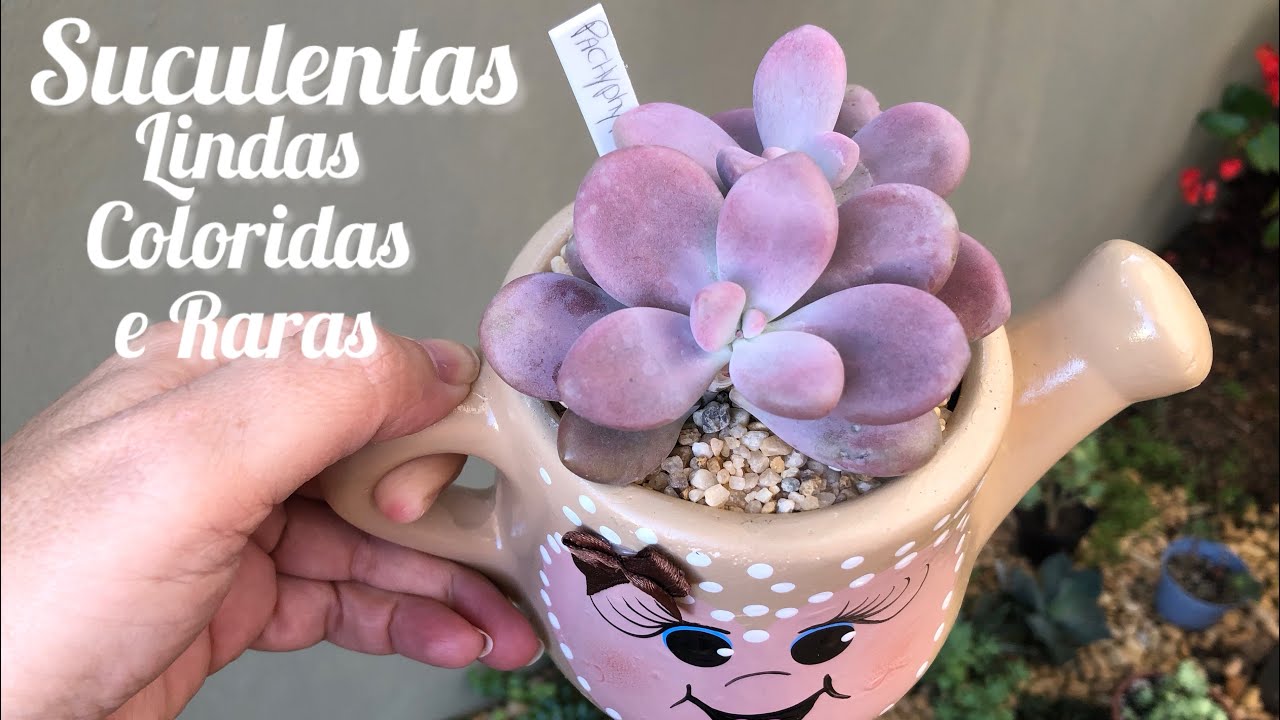 COMPRINHAS DA @Succulents Brasil e da @Florinha da Nat SUCULENTAS QUE JÁ VEM PLANTADAS