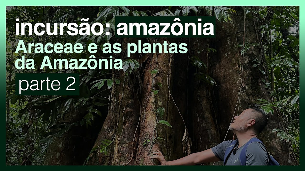 Incursão: AMAZÔNIA - ARACEAE E AS PLANTAS DA AMAZÔNIA - Parte 2