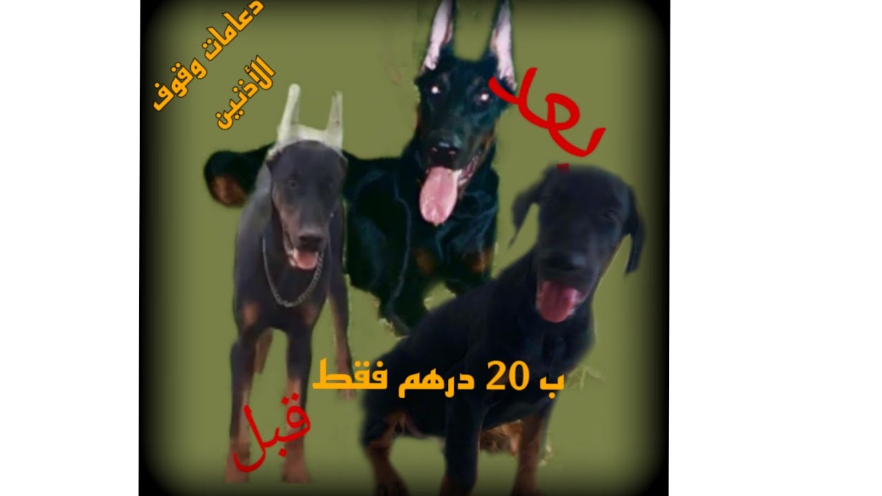 أحسن وأرخص دعامات وقوف أذنين كلب الدوبرمان