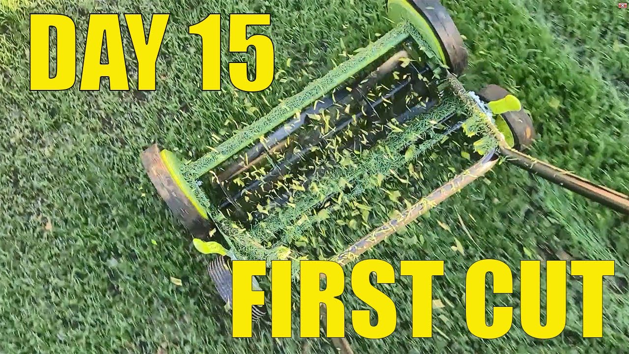 Day 15 of the sissy grass renovation and the first cut with the reel mower