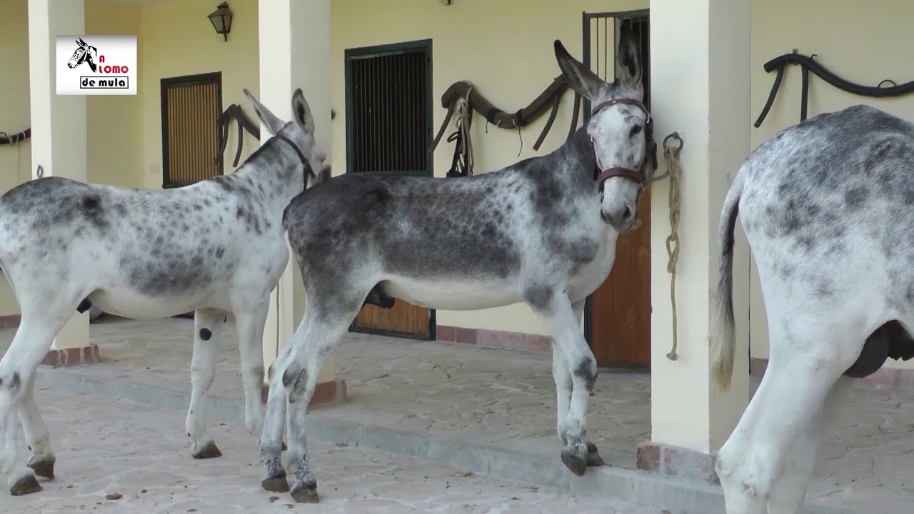 A LOMO DE MULA 29. Burro Andaluz. Con Ovidio Osorio