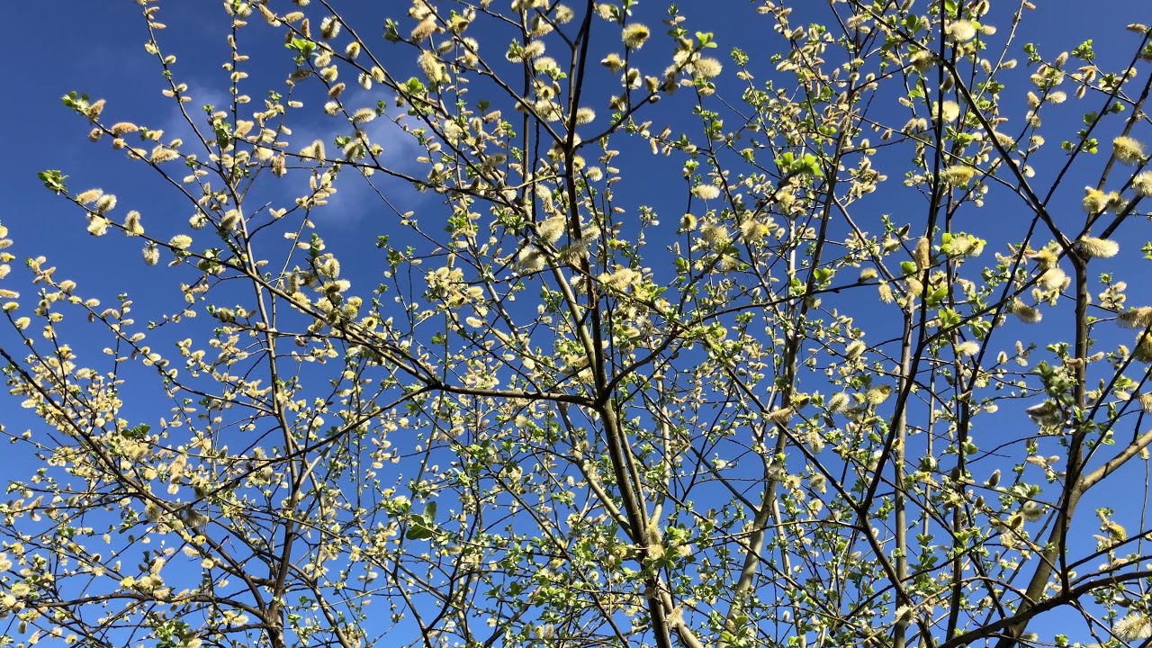 Goat willow - canopy - April 2020