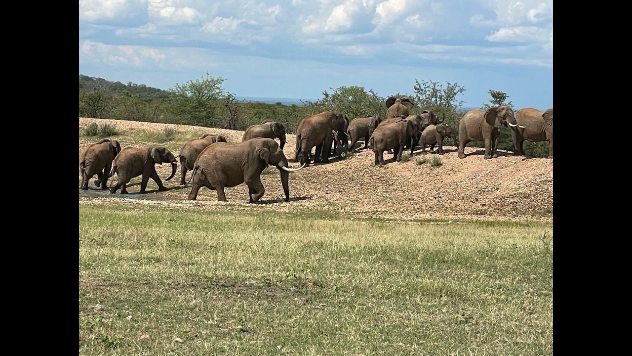 Exceptional Game Farm for Sale – Limpopo Province