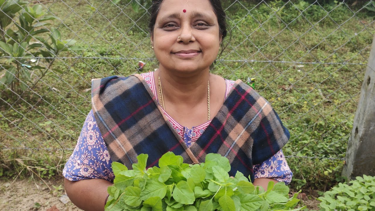 Garden Update. Harvesting Mola Keerai. Aranmanai Veedu side garden 🏡🏡