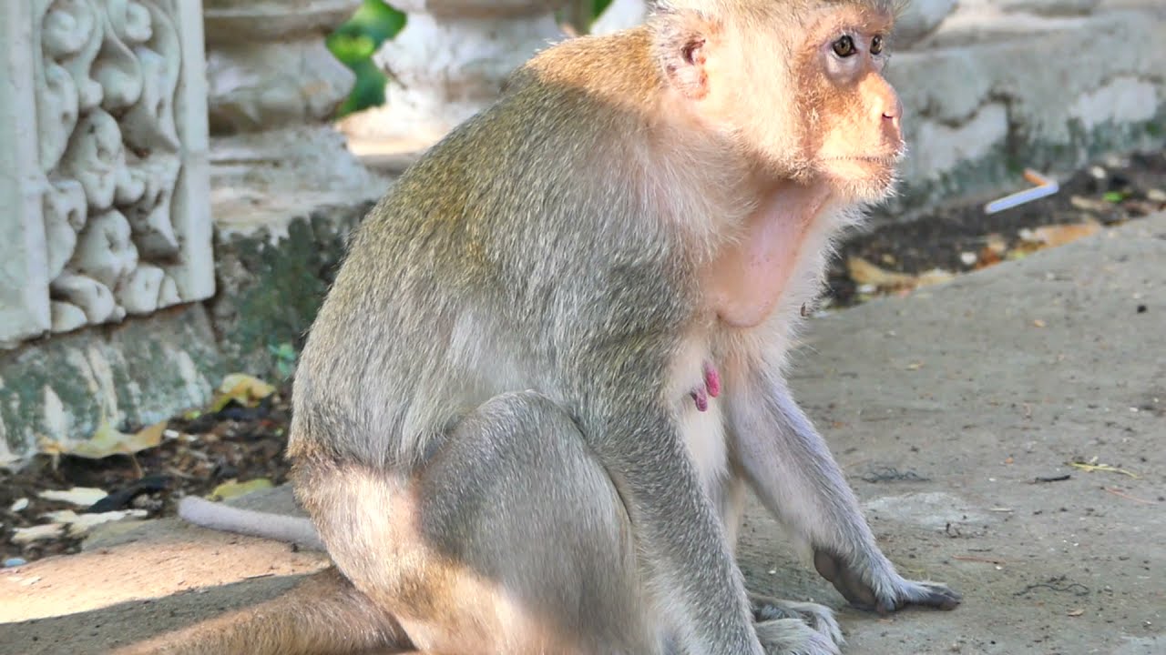 Mom monkey Emila and  Baby monkey Emma yummy with foods today - [Emma monkey TV]