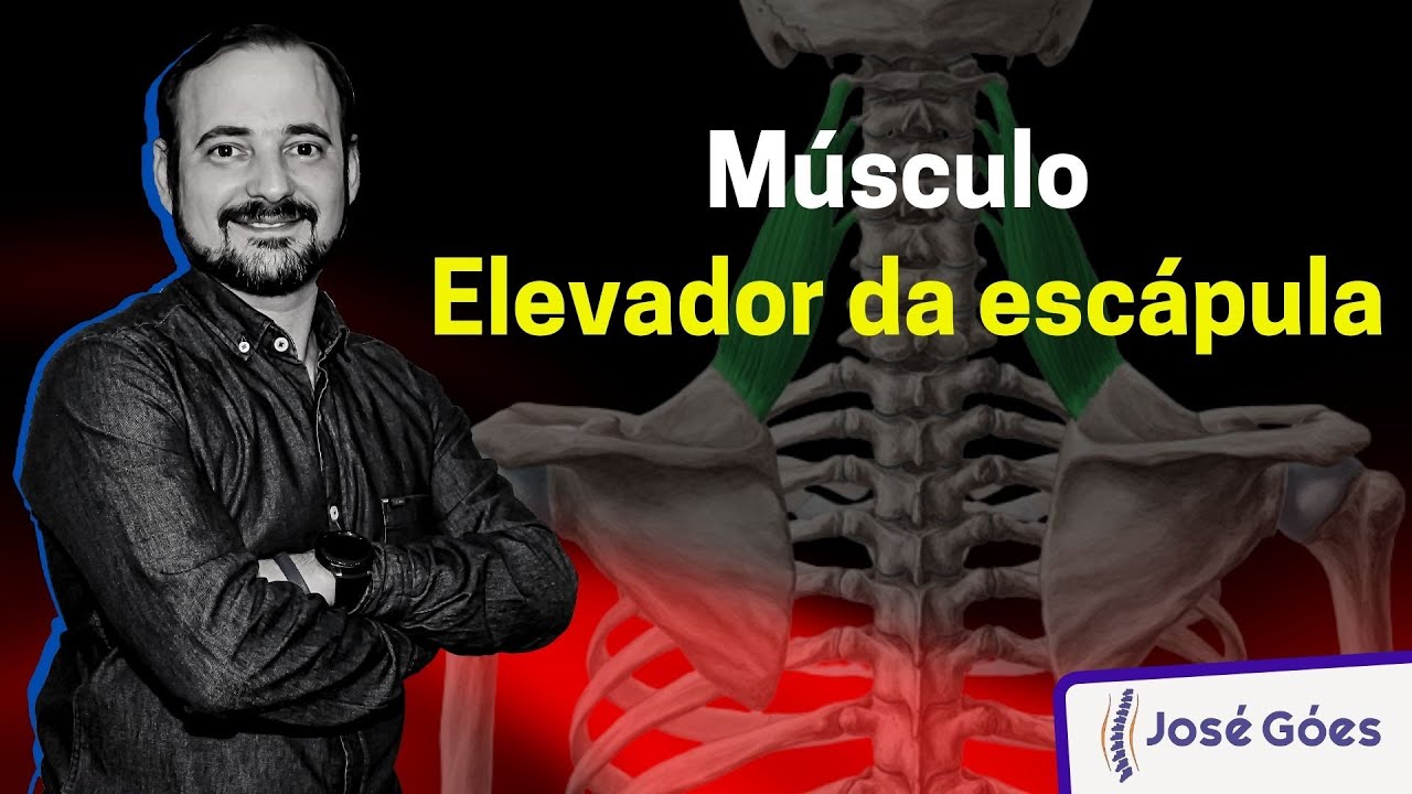Músculo elevador da escápula | José Góes