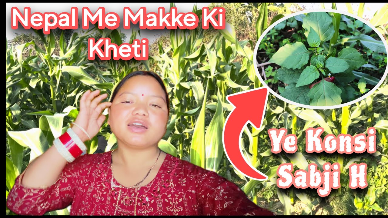 Aaj Logo ke Khet m Chori Karne gaye🤪|| Aalu Gundruk for Lunch || Manisha Gharti 