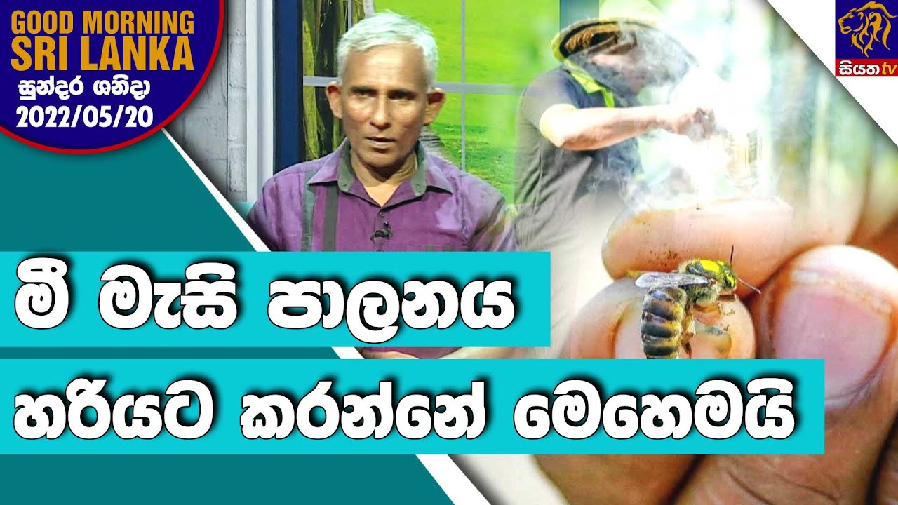 මී මැසි පාලනය හරියට කරන්නේ මෙහෙමයි | GOOD MORNING SRI LANKA | 21-05-2022