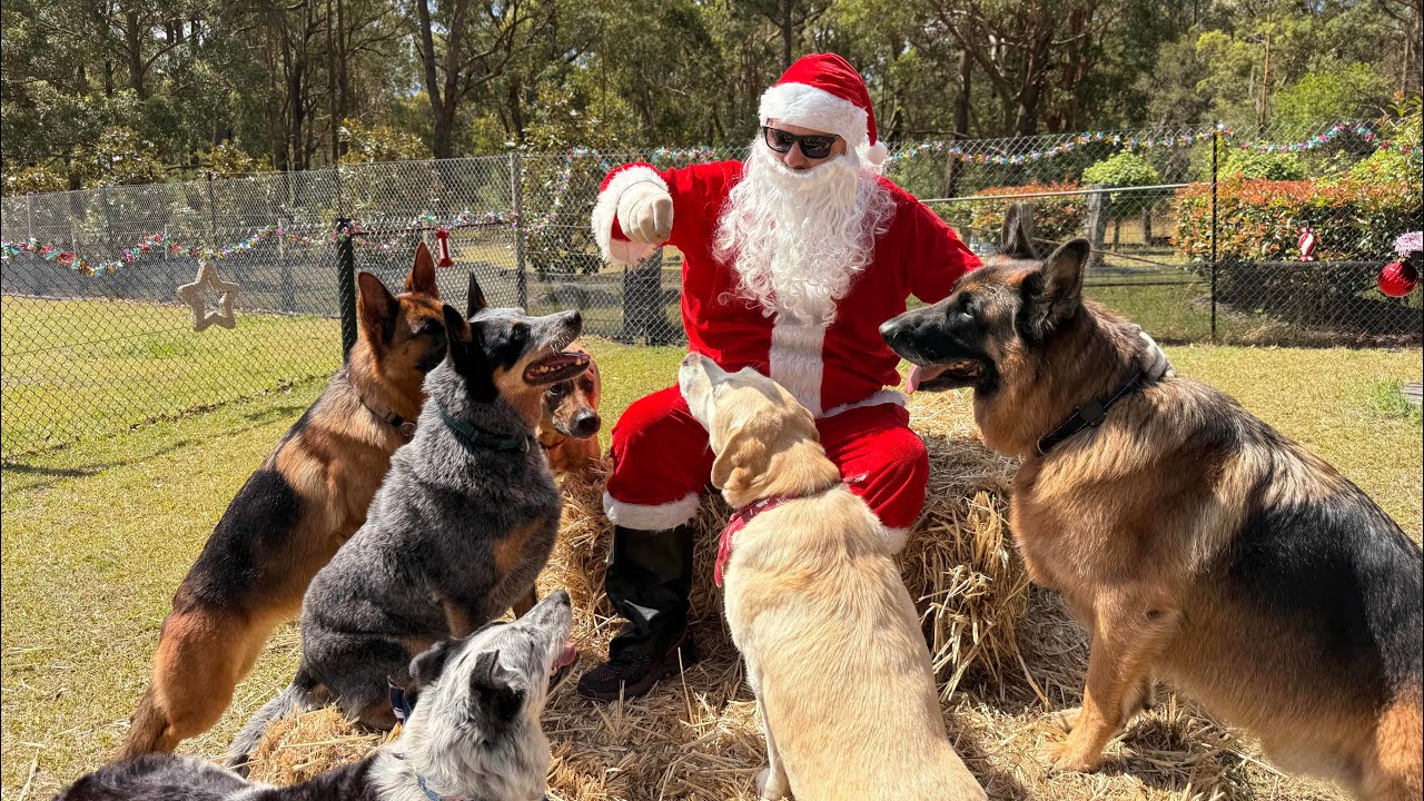 Wednesday Doggies 🐕 Christmas🎄wonderland ✨️ 