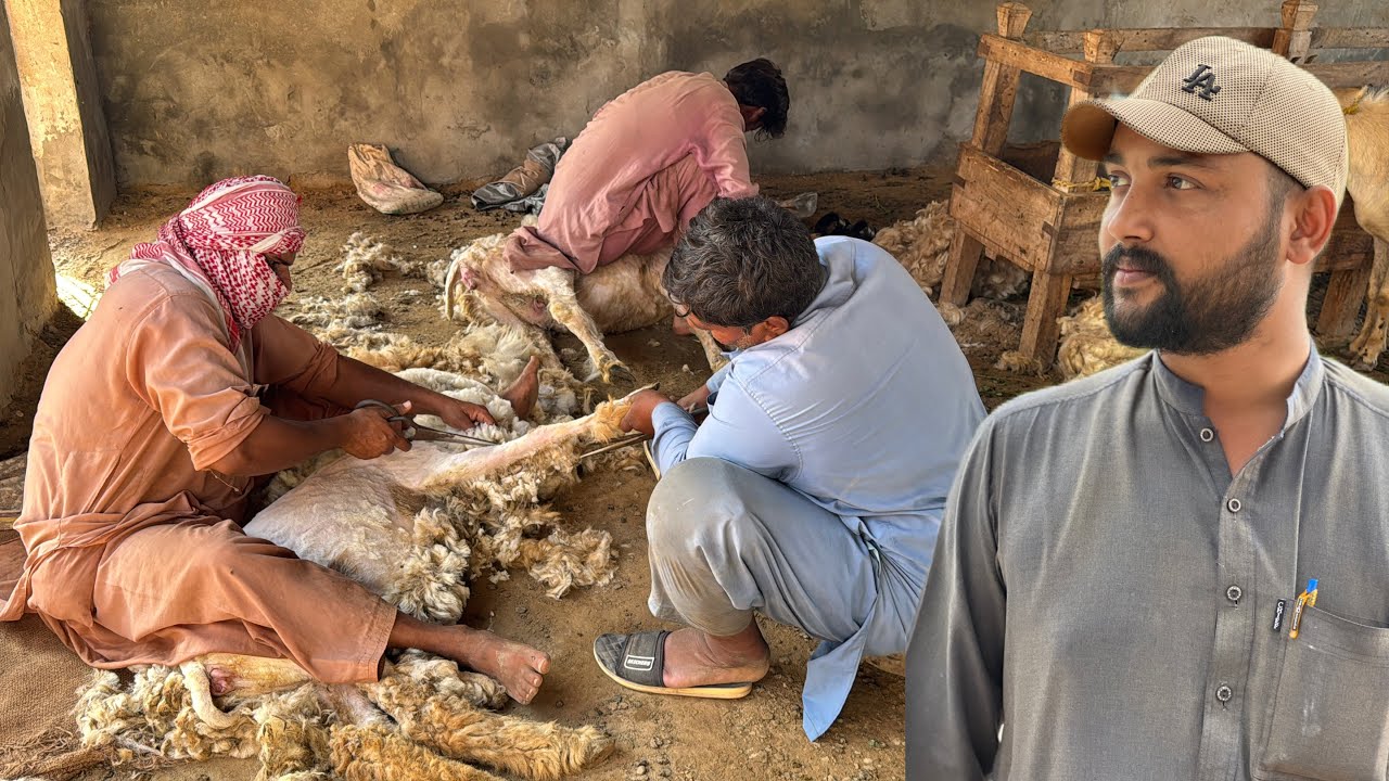 Aaj Sabhi Bheron (Sheep) Ki Cutting Karwa Di! ✂️🐑 | Talha Ghouri Vlogs