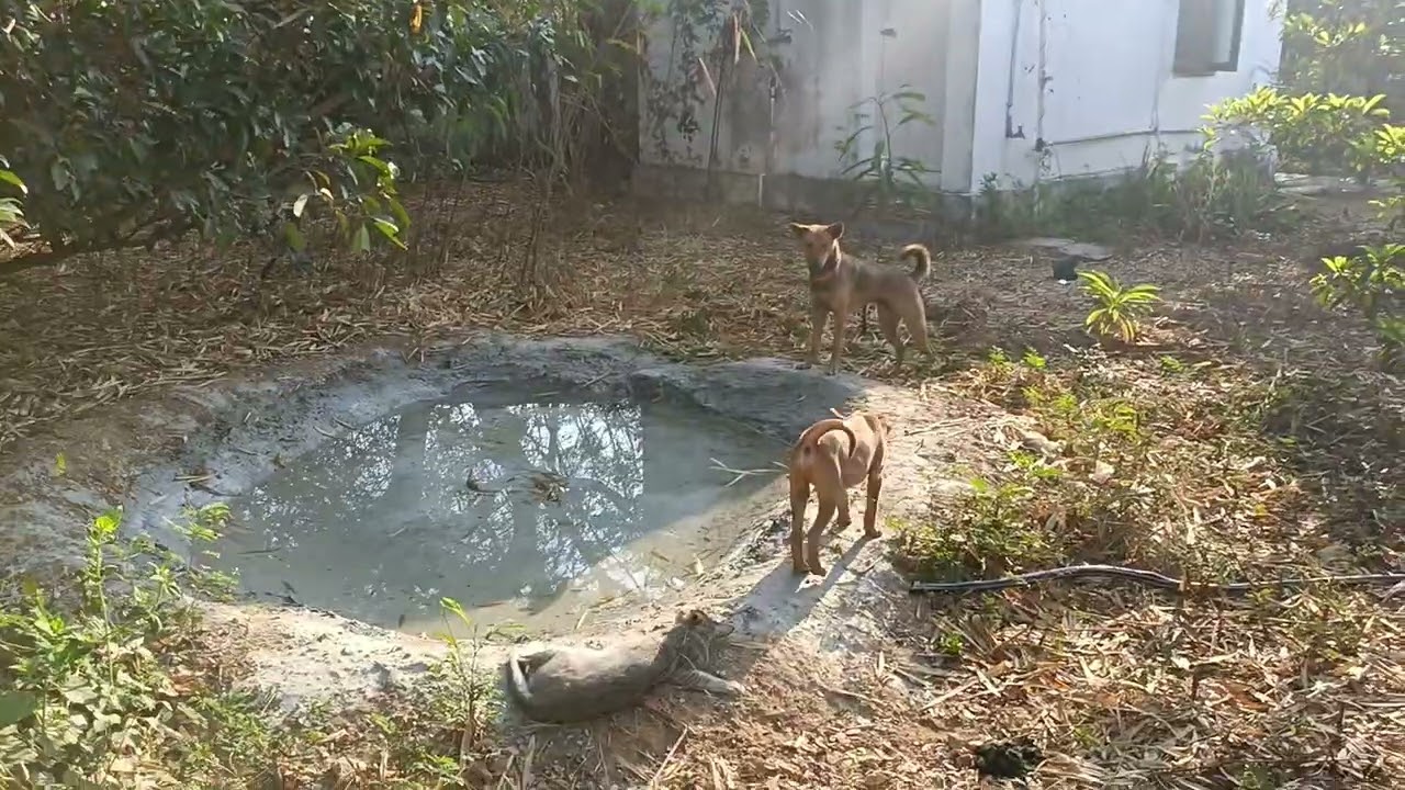  little swimming pool preparation moment summer