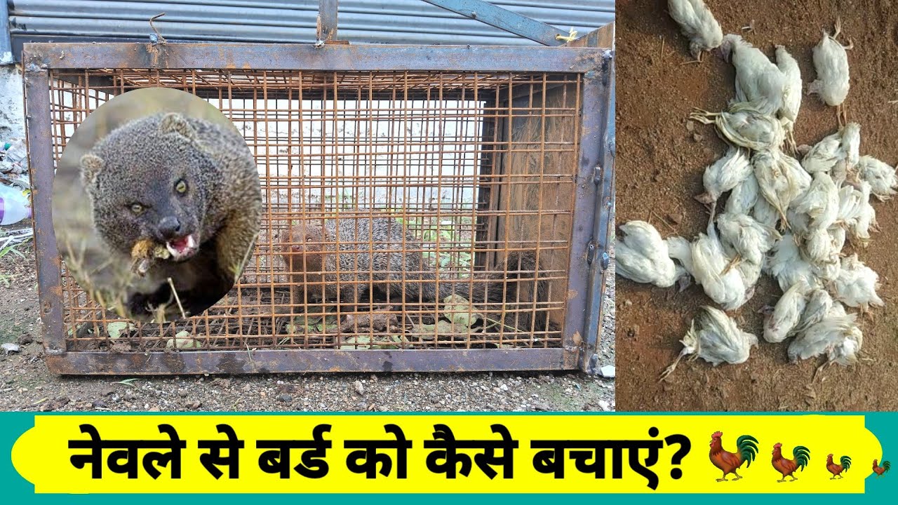 nevle ka pinjra !! nevla kaise pakde!!mongoose trap cage !! cat trap cage!!feral cat cage trap!!