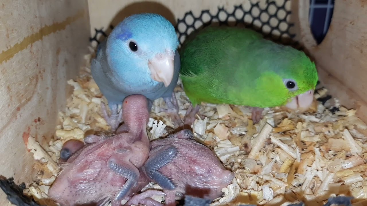 New born baby parrots are being cute forpus parrot bird Cute baby bird