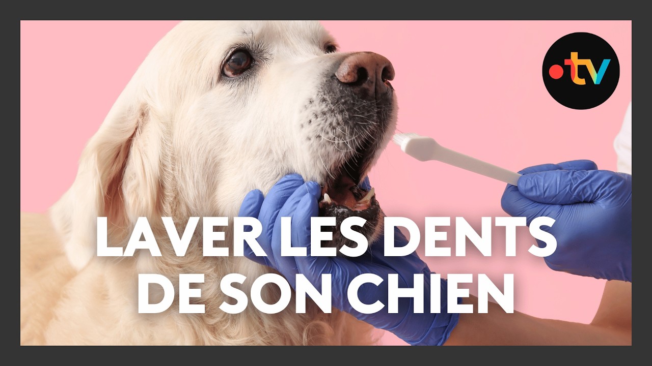 🦷 Brossage de dents du chien : la méthode infaillible du vétérinaire ! 🐶