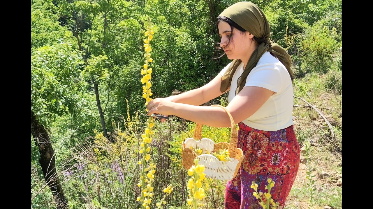 Gathering Medicinal Wild Herbs from Nature, Peaceful Village Life